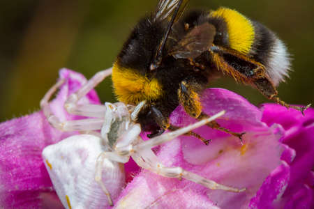Little honey bee caught by spider