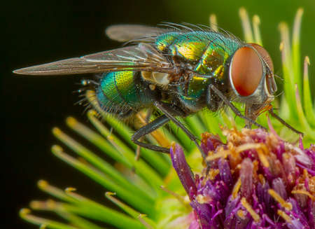 Fly macro phography posing and showing her wings