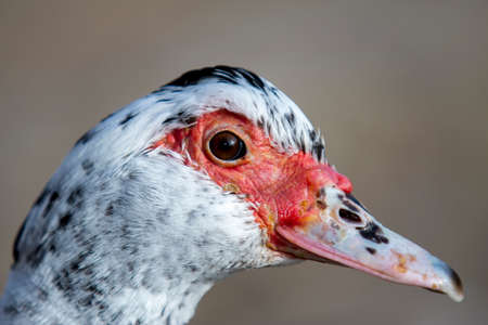 duck portrait, real duck face red nose duckの写真素材