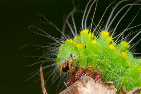 Saturnia pavonia green monster macrophotography larva state