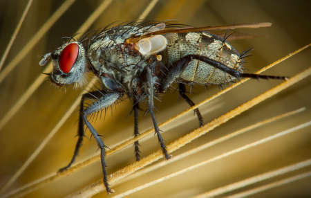 Fly macro phography posing and showing her wings