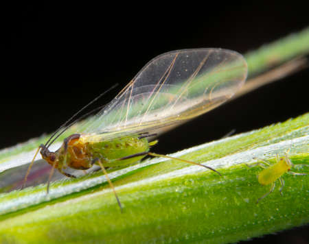 Green aphid with transparent wings and little aphidの写真素材