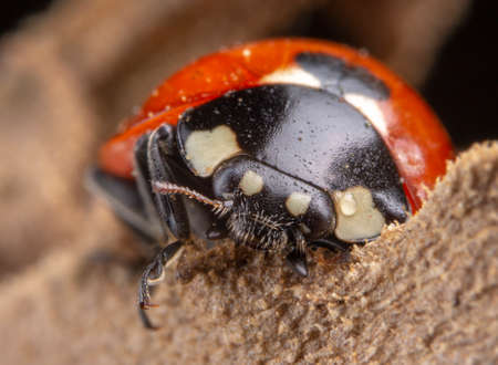 Tiny red ladybug with 4 spots on brown leaf macro photographyの写真素材