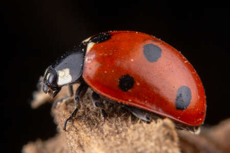 Tiny red ladybug with 4 spots on brown leaf macro photographyの写真素材