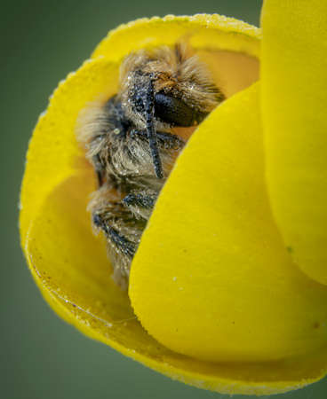 Little honeybee sleeping in a yellow flower petals with some raindrops on top