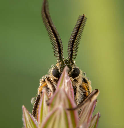 Spiris striata. Arctiinae Male moth posing on green leaf with big wet antennae