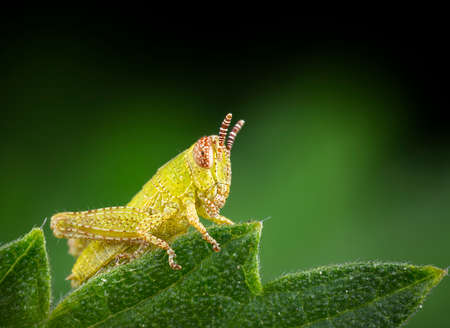 Beautiful baby grasshopper posing in a green leaf