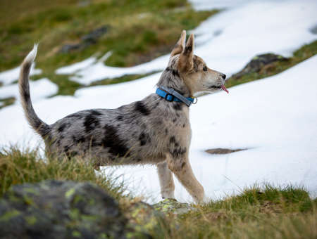 Little Border Collie Blue Merle puppy