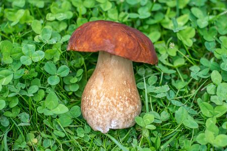 Fresh oak mushroom on the grass. Delicious oak mushroom ready to be cook. Boletus Reticulatus mushroom. Organic fresh mushroom from forest.の写真素材