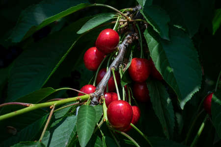 Ripe, red cherries on the tree lighted up by the sun. Red cherries background.