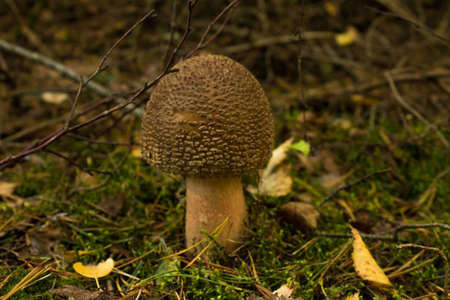 Varied mushrooms in the wild forest