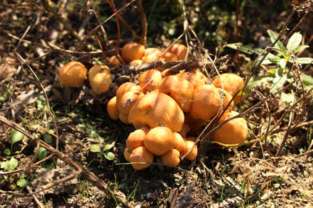 Varied mushrooms in the wild forest