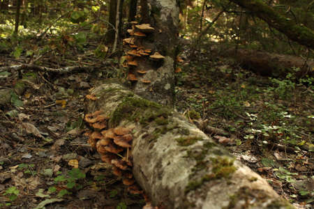 Mushrooms Inonotus dryophilus in the wild forest