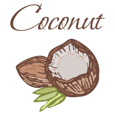 Illustration of Tasty Veggies. Vector Coconut Isolated on White Backgroundのイラスト素材