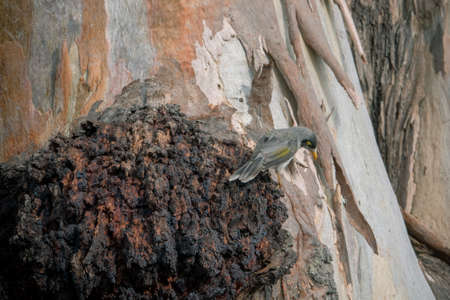 animals and flowers and birds in Queensland Australiaの写真素材