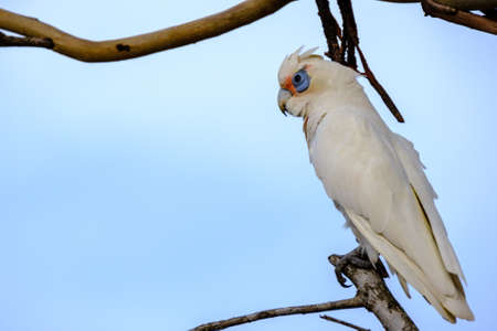 animals and flowers and birds in Queensland Australiaの写真素材