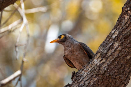 animals and flowers and birds in Queensland Australiaの写真素材