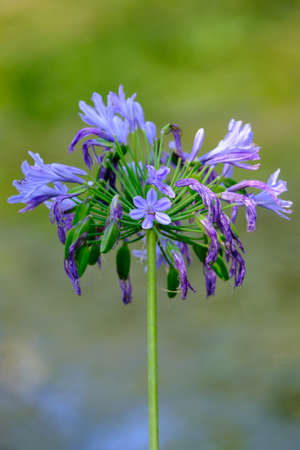 animals and flowers and birds in Queensland Australiaの写真素材