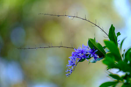 animals and flowers and birds in Queensland Australiaの写真素材