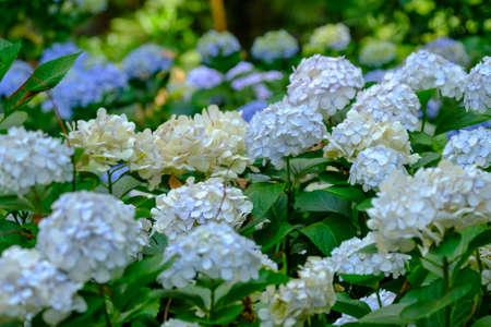 animals and flowers and birds in Queensland Australiaの写真素材