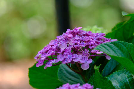 animals and flowers and birds in Queensland Australiaの写真素材