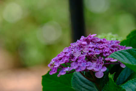 animals and flowers and birds in Queensland Australiaの写真素材