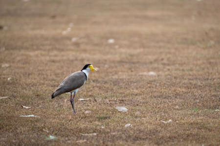 animals and flowers and birds in Queensland Australiaの写真素材