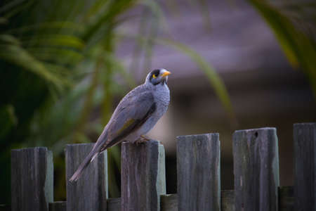 animals and flowers and birds in Queensland Australiaの写真素材