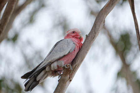 animals and flowers and birds in Queensland Australiaの写真素材