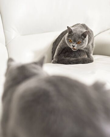 Mating of british short hair cats indoorsの写真素材