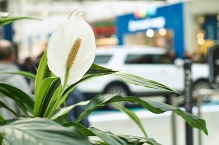 Flowers in shopping centerの写真素材
