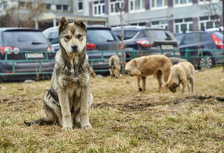 Mongrel dog looking at cameraの写真素材