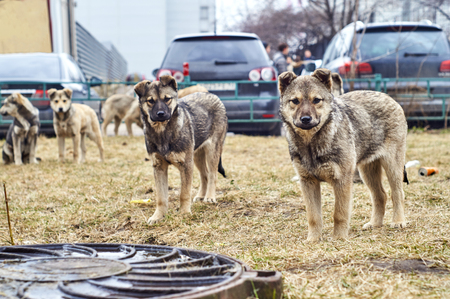 Homeless puppies looking at cameraの写真素材