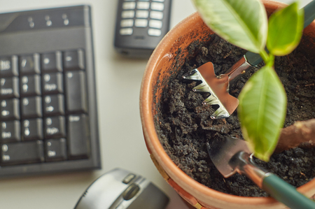 Care for office plantの写真素材
