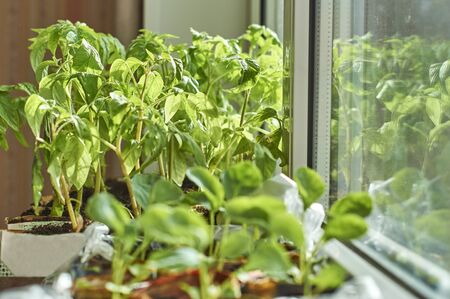 Vegetable seedlings on the window sillの写真素材