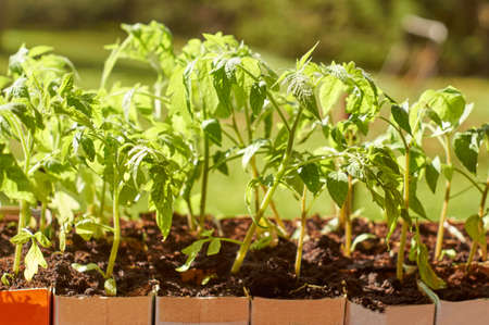 Tomato seedlings growing in paper milk packagesの写真素材