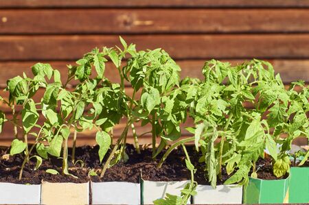Tomato seedlings growing in paper milk packagesの写真素材