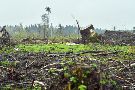 Low angle view of the field with felled treesの写真素材