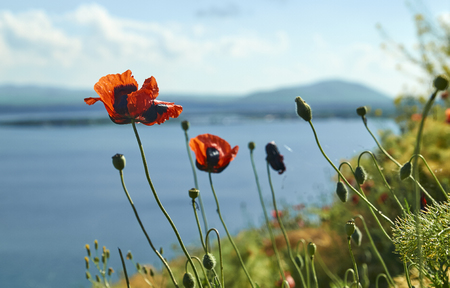 Poppy flowers growing on the lake shore with blurred mountain on the backgroundの写真素材