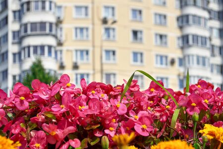 Summer flowers blossoming in the street of big cityの写真素材