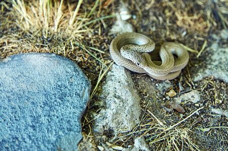 Little white snake lying curled on the ground