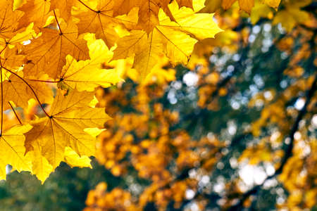 Background with yellow maple tree leavesの写真素材