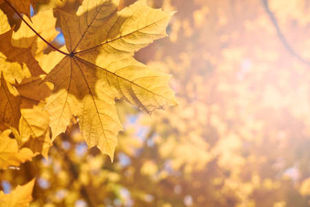 Orange maple leaves illuminated by sun rays