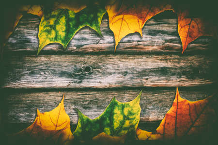 Fallen maple leaves on woodenの写真素材