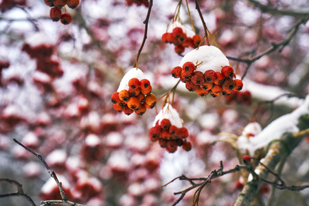 Rowan berry covered with snow