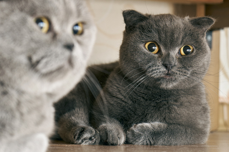 Cats sitting under a bed in mating periodの写真素材