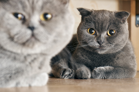 Cats sitting under a bed in mating periodの写真素材