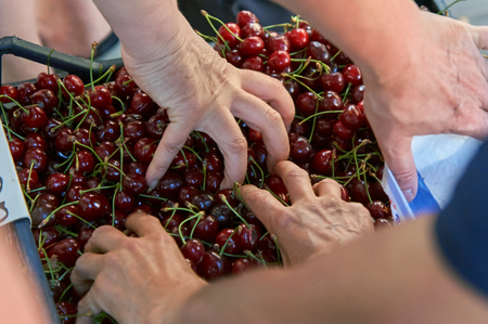 Female hands taking a cherry berries from a container on the street marketの写真素材