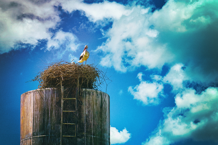 Stork standing in the nest built on a old water tower in russian villageの写真素材
