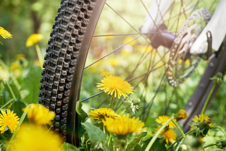 Bicycle wheel close up standing on the meadow full of blossoming dandelions and lighted by sun rays in summer or springの写真素材